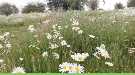 Local flowers – Why are they under threat and how can we save them? A free workshop.