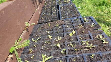 From Seed to ‘Weed’