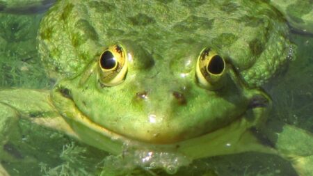 Calling all Lockleaze pond owners