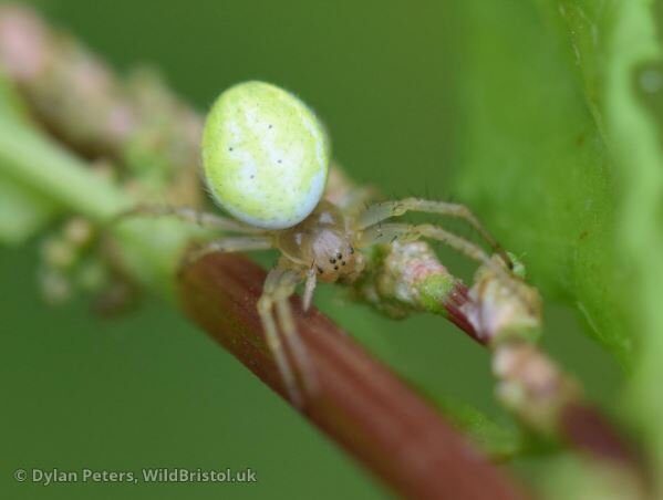 Cucumber Green Orb Spider