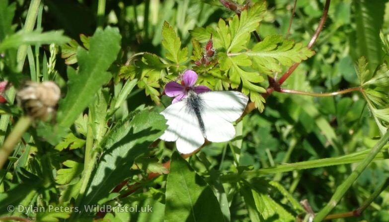 Green Veined White Butterfly