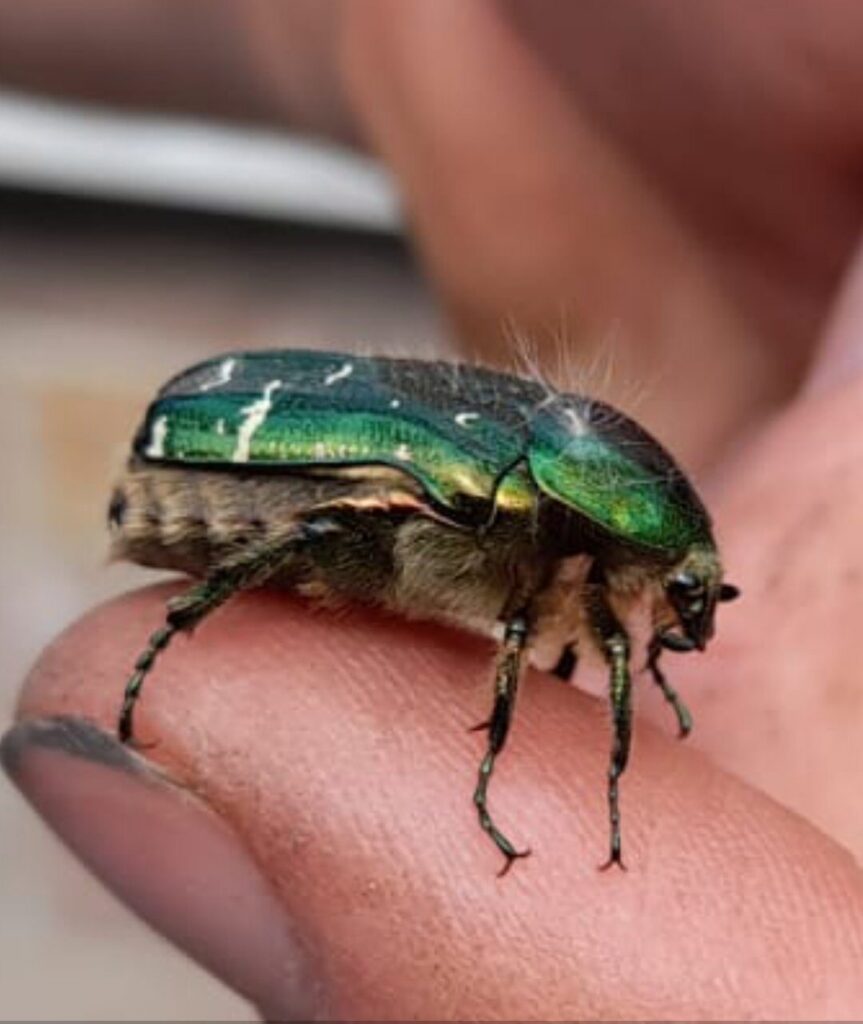 Rose Chafer