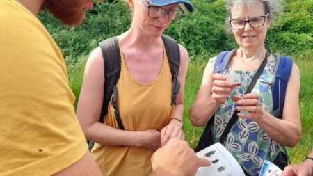 Learning about bumble bees in Insect Week