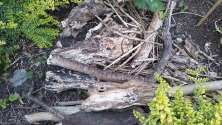 Really Wild Wednesday – Maria