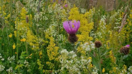 A short film about the Really Wild Lockleaze Project & our local residents
