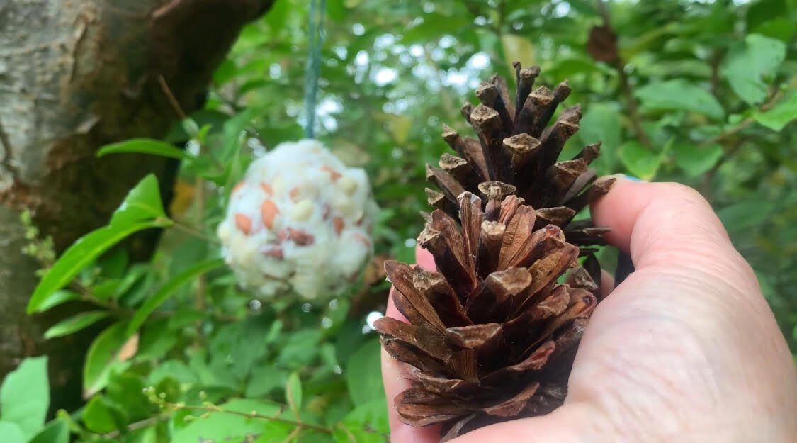 Oct Pine cone fat balls.jpg