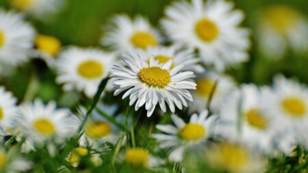 Put your mower away this May and win £50!
