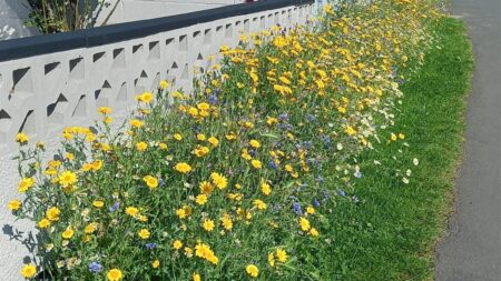 Wildflower Seed Giveaway