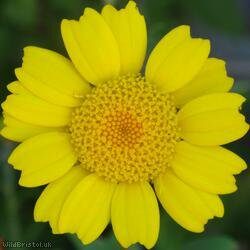 Corn Marigold