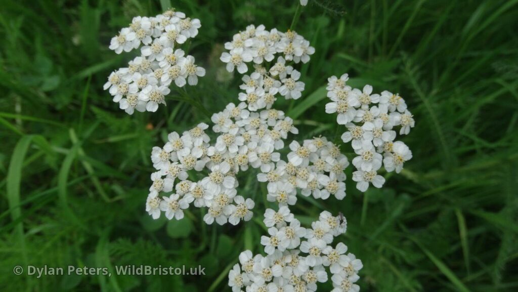 Yarrow