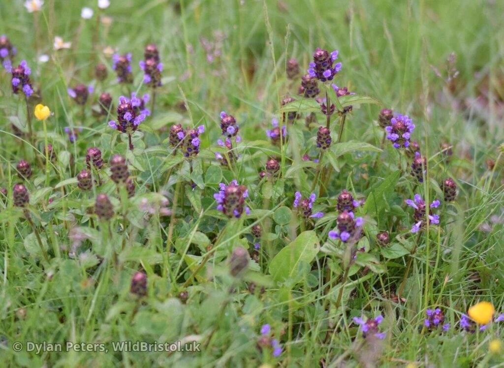 Selfheal