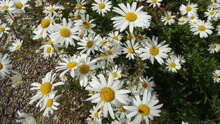 Oxeye Daisy