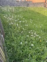 A lovely No Mow May lawn from last year