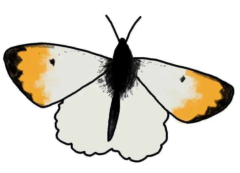 drawing of Orange-Tip butterfly