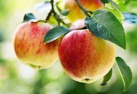 Apple Day Drop-Off 2026