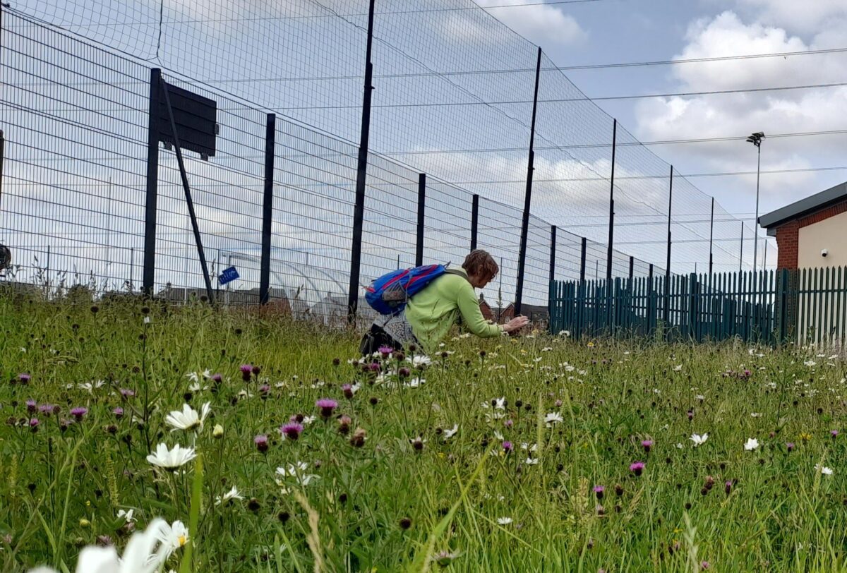  A woman photographs a flower in a wildflower meadow in front of a sports pitch. 