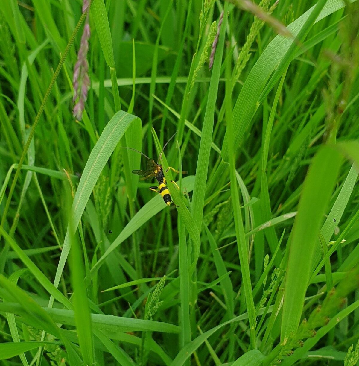 Wood Wasp