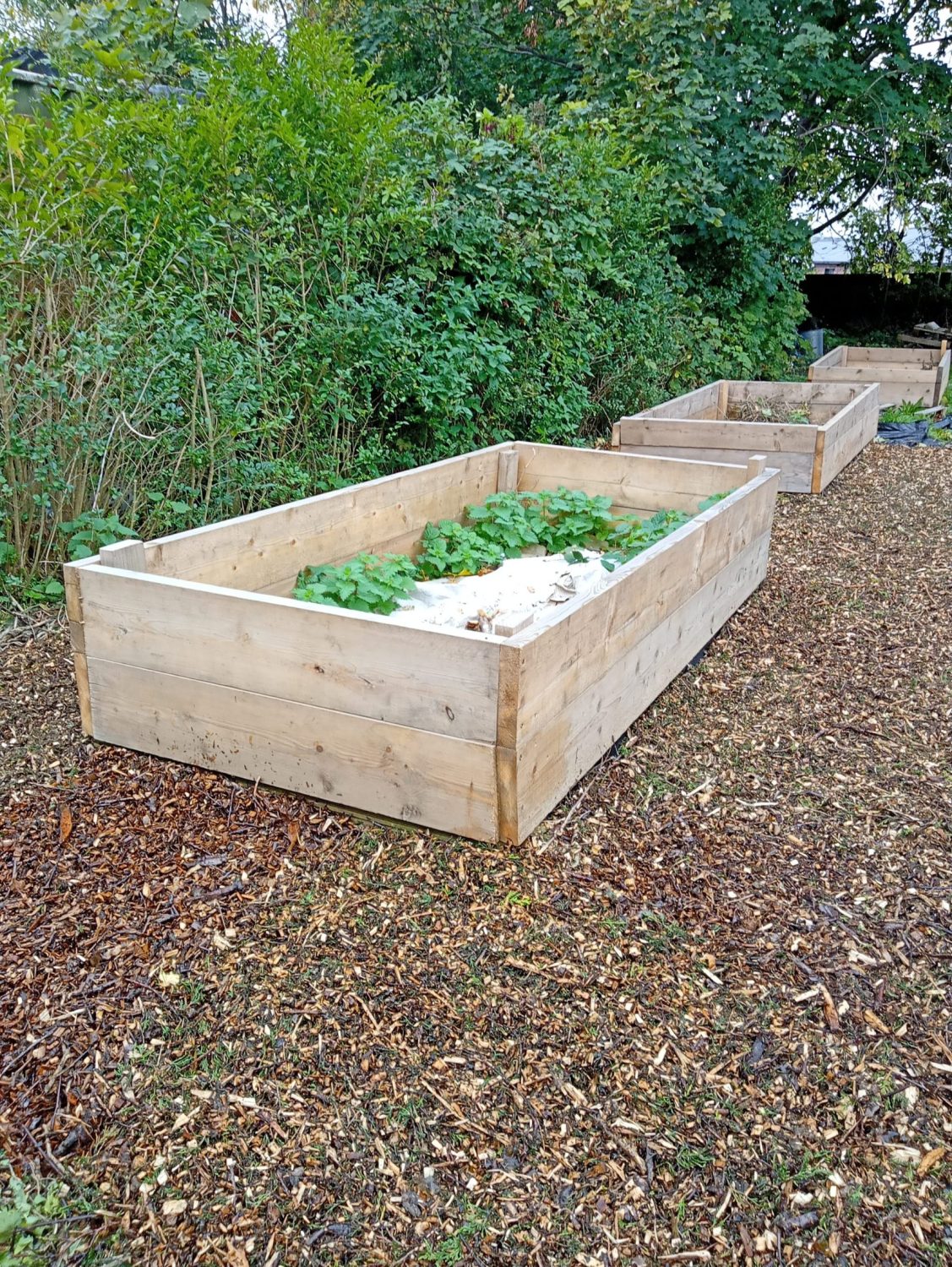 three raised beds with weed suppresant cloth