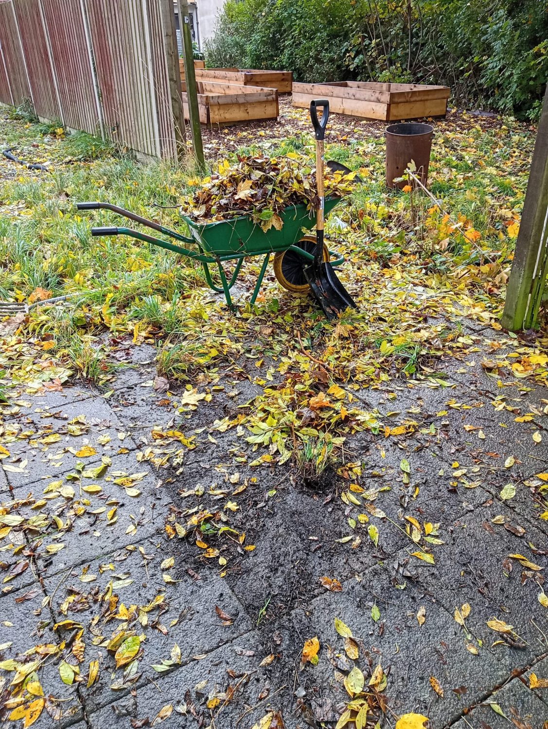 a wheelbarrow of bright yellow leaves