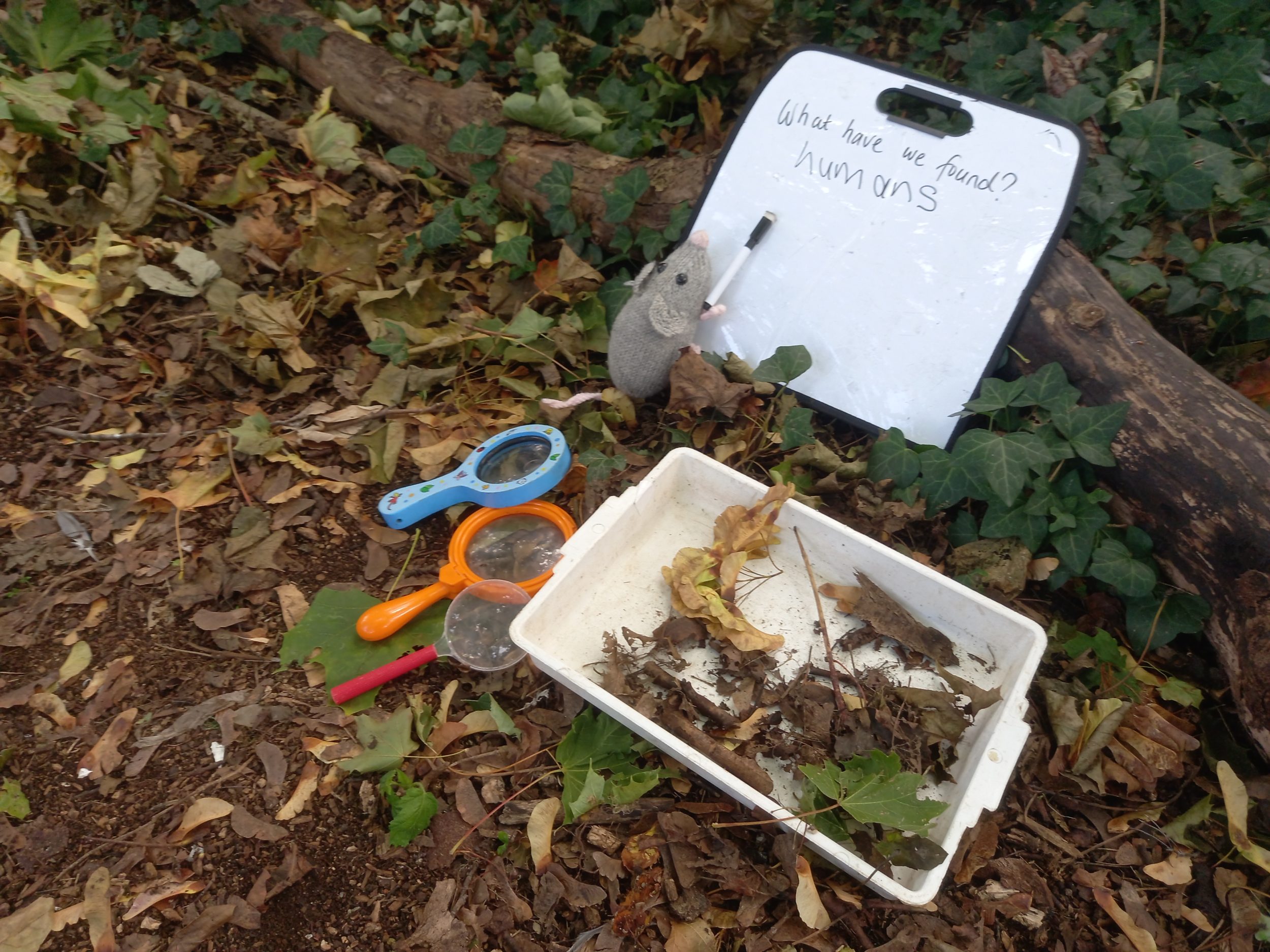 a whiteboard and magnifying glasses on the forest floor