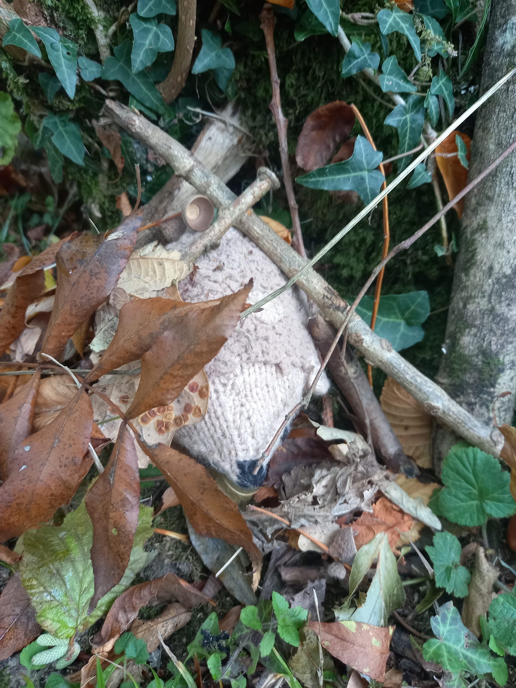 a stuffed mouse on the forest floor