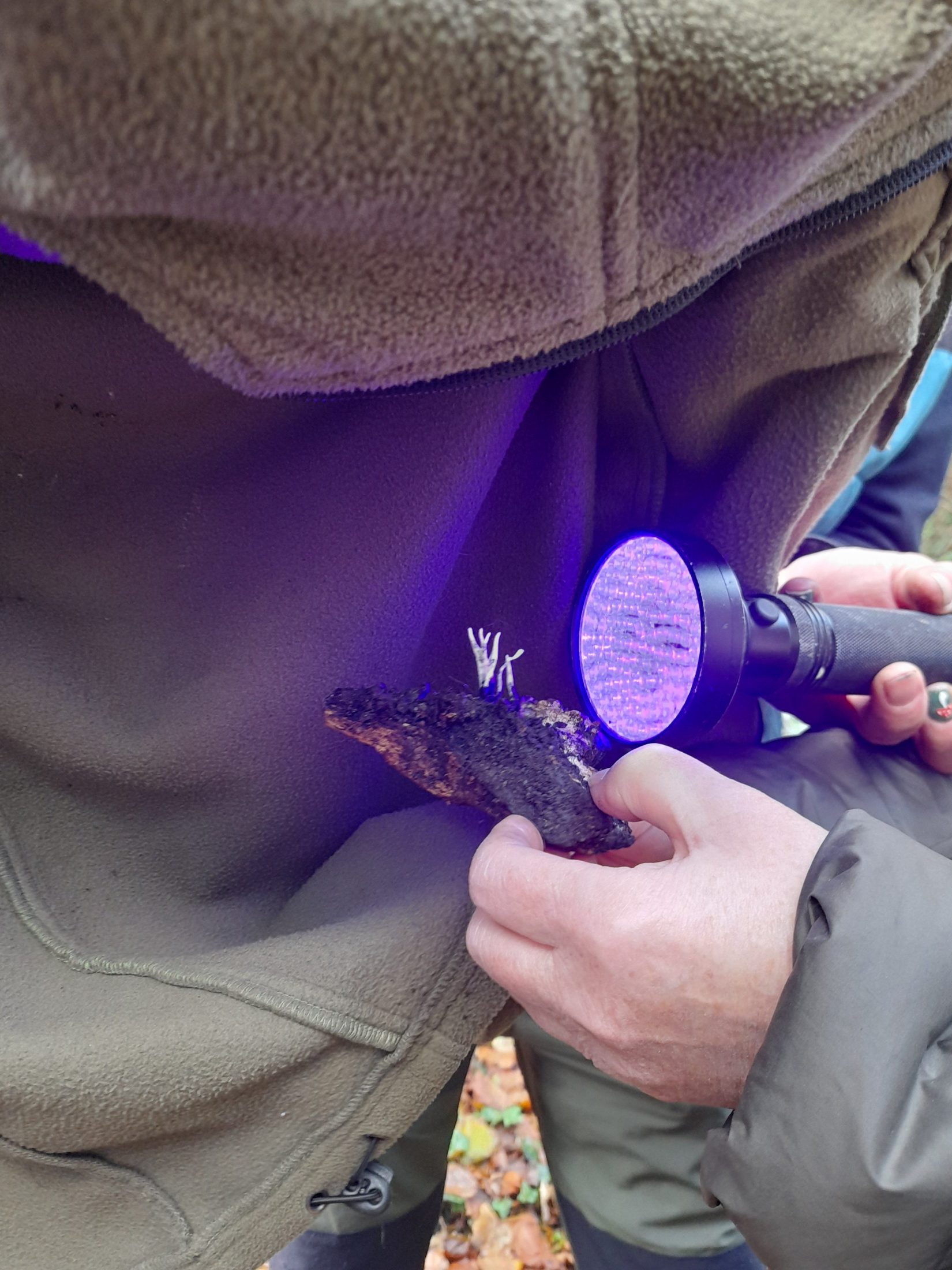 close up of shining a uv light on a mushroom, which fluoresces