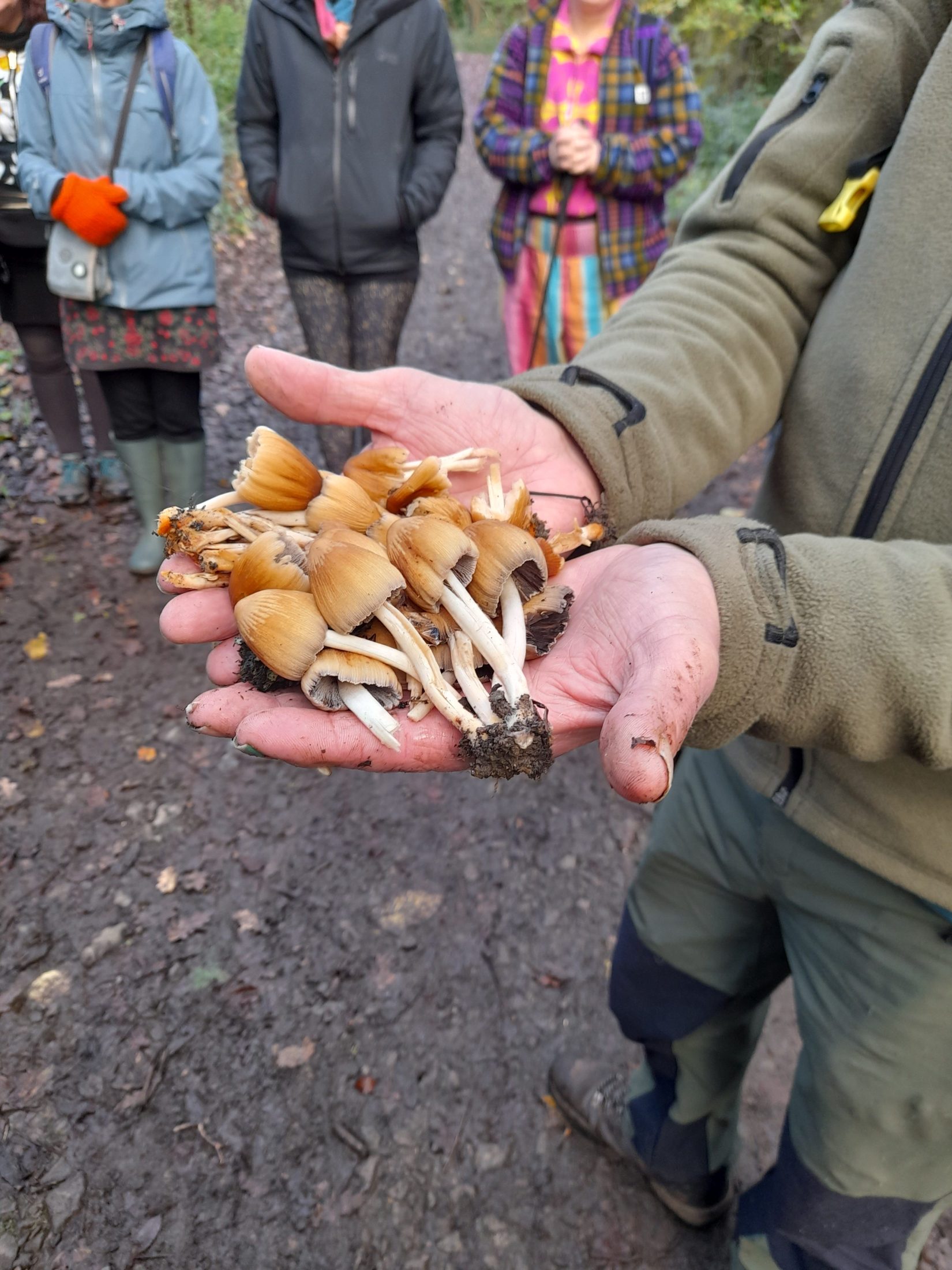a man holds out lots of long mushrooms with brown caps and white stalks in his hands, which are red from cold