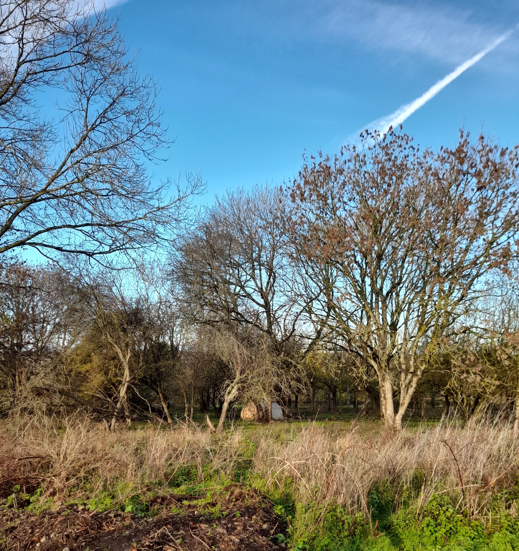 a hedgerow of bare trees behind a meadow in front of a blue sky