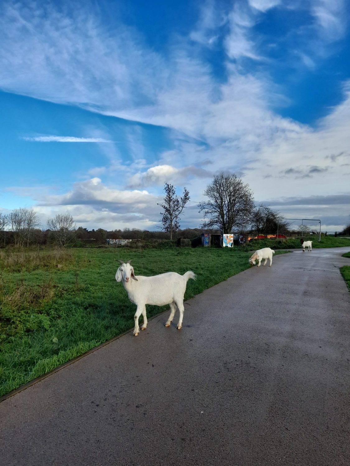 three white goats at equal distances along a path