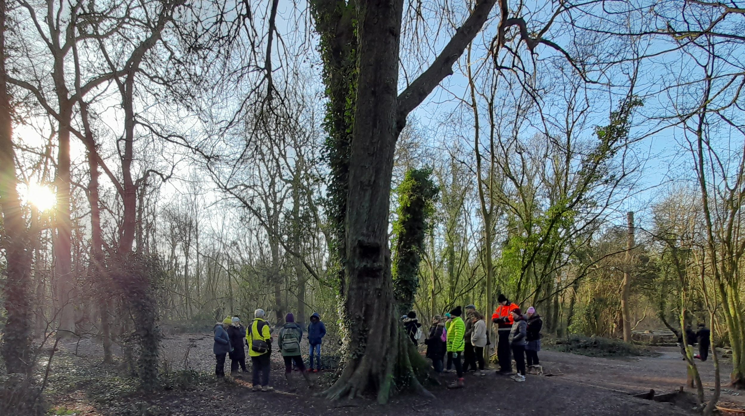 walkers surround a large tree