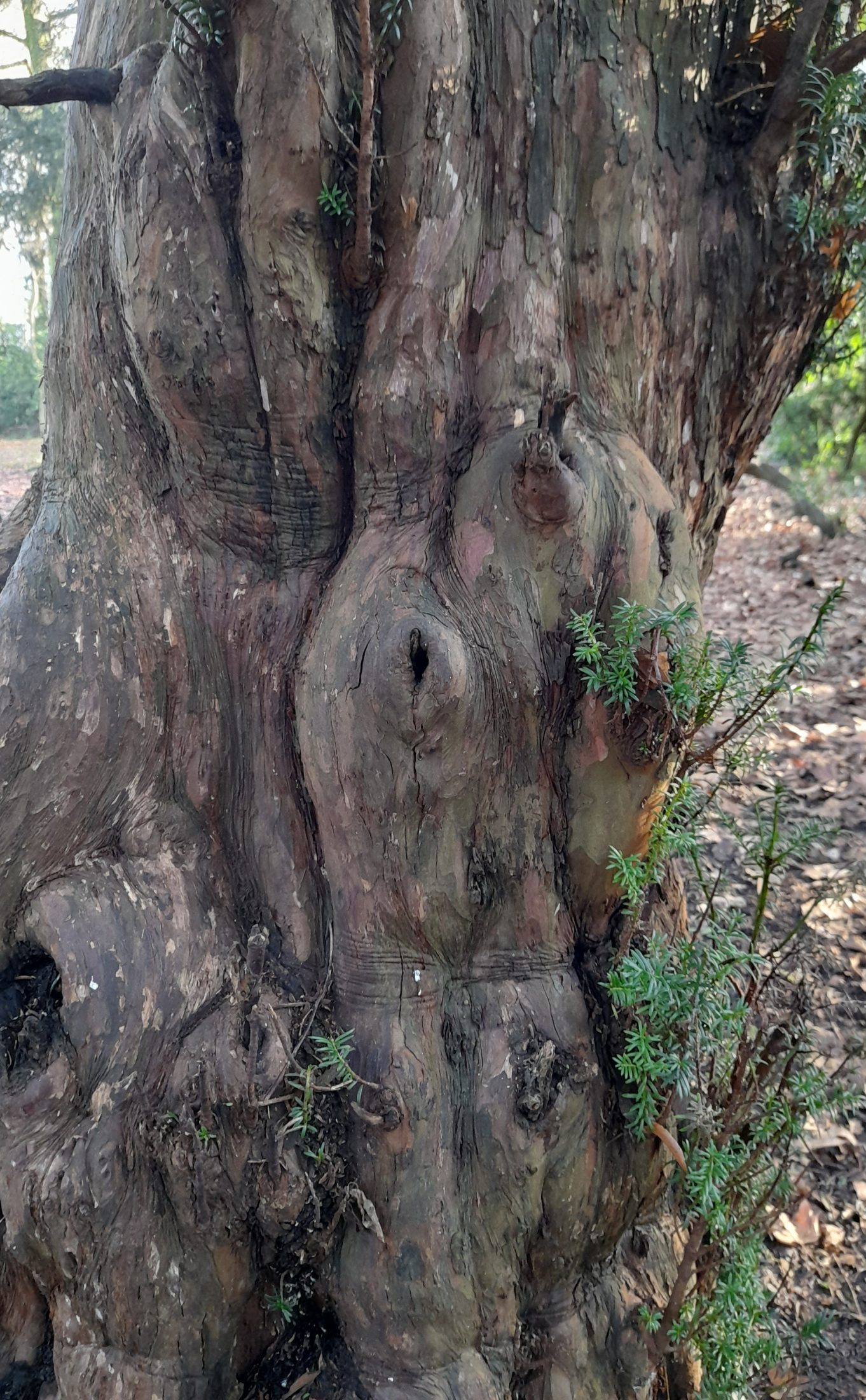 a thick whorled tree trunk