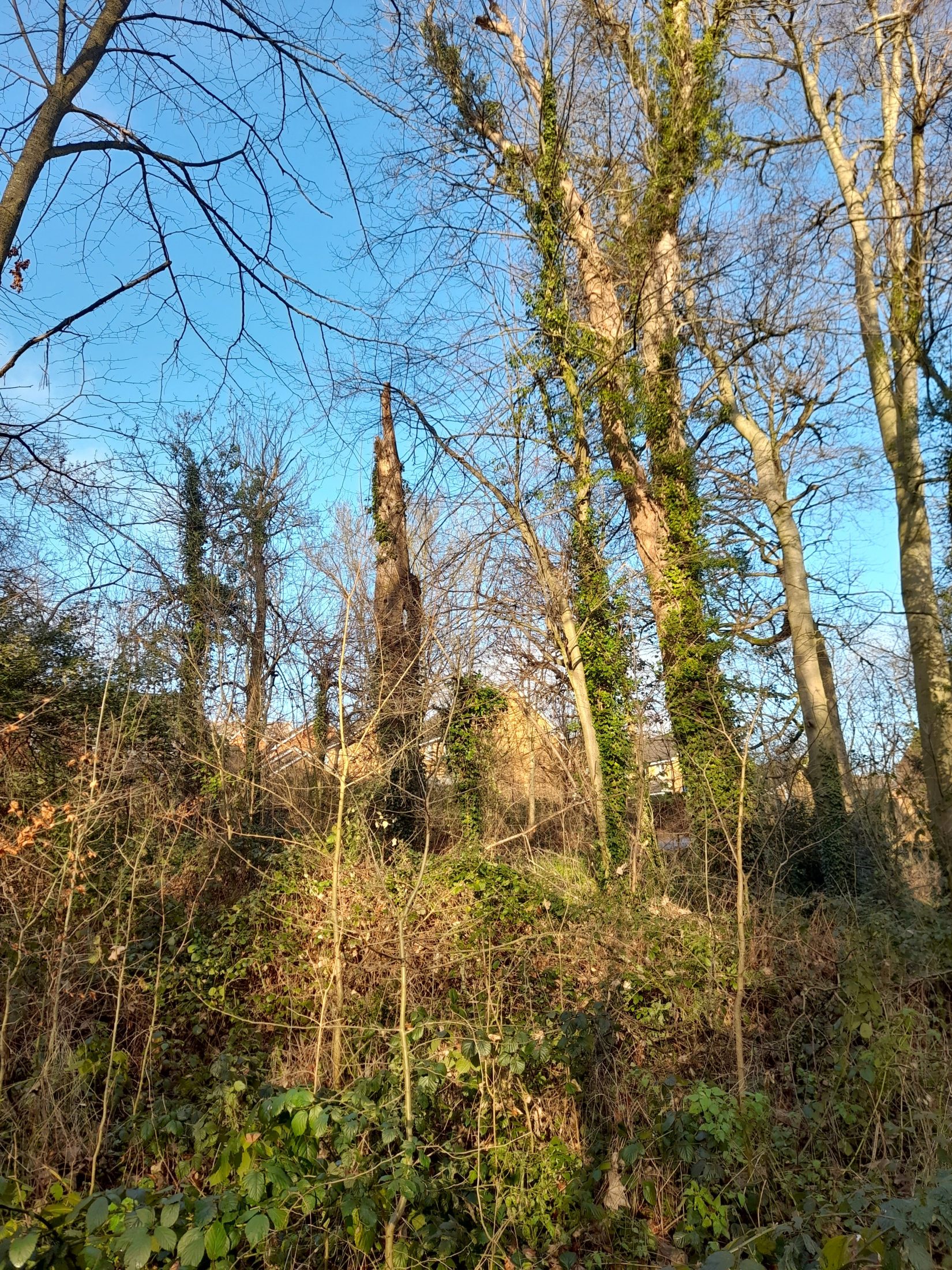 a beautiful woodland with sunny trees