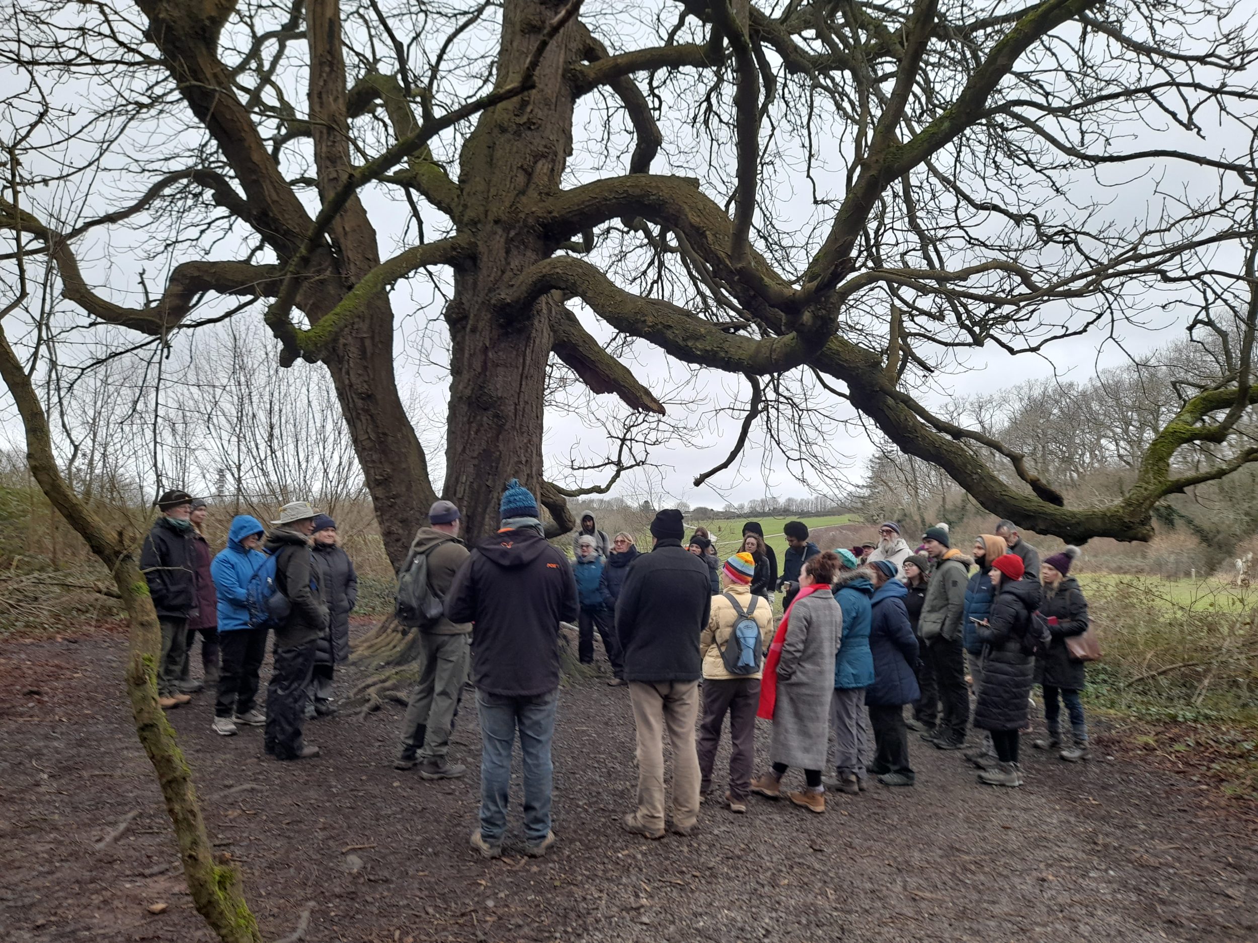 a group of 30 people gather under a huge leafless tree made up of many knotted branches