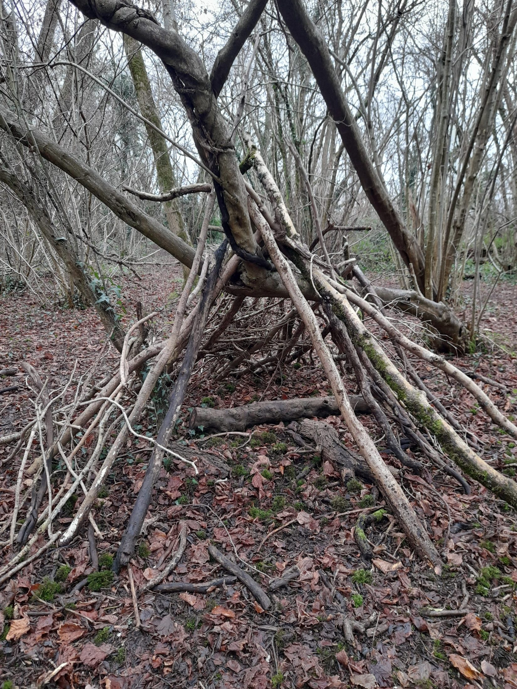 a view inside a shelter made from long sticks leaning into the bough of a fallen tree to make a long triangular space, about 1.5m at the heighest point