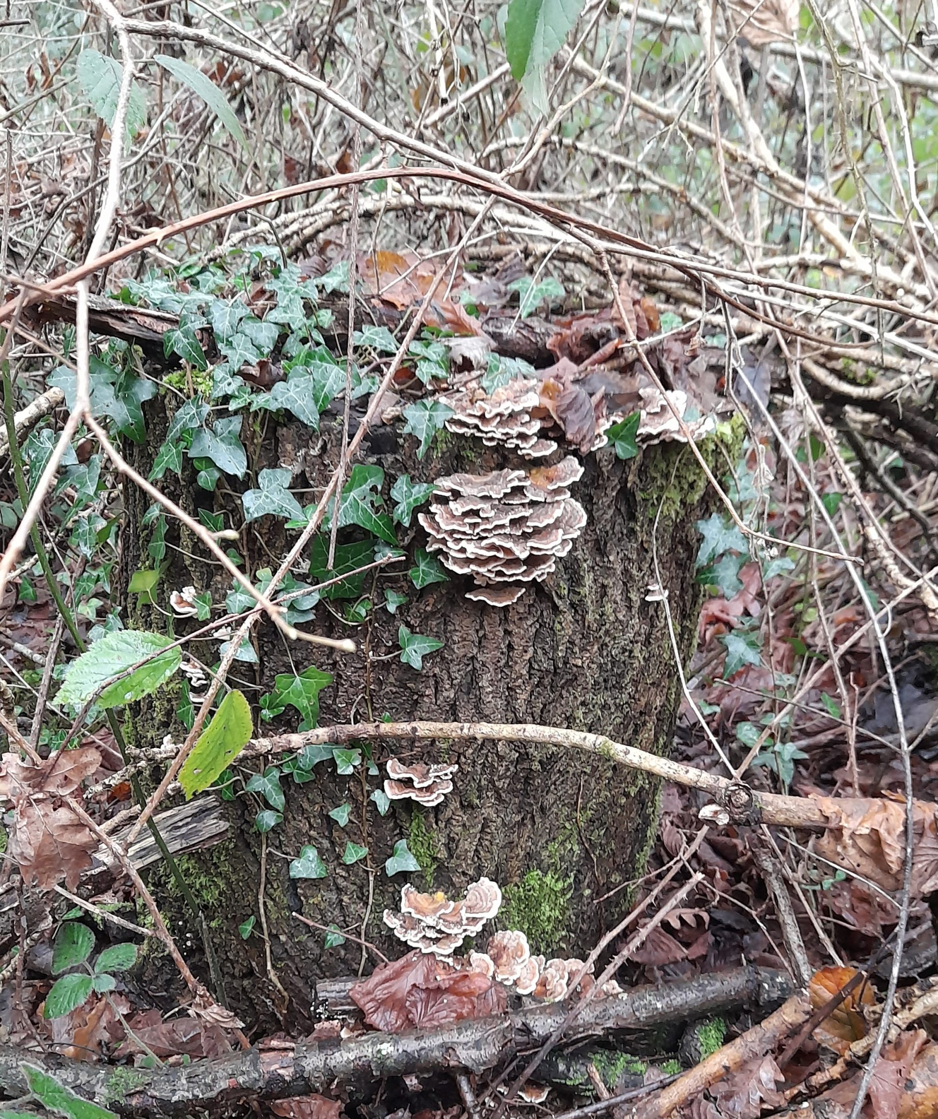 a tree stump surrounded by sticks and brambles. the stump has moss and clumps of flat, brown, white-bordered mushrooms on it, and ivy growing over it.