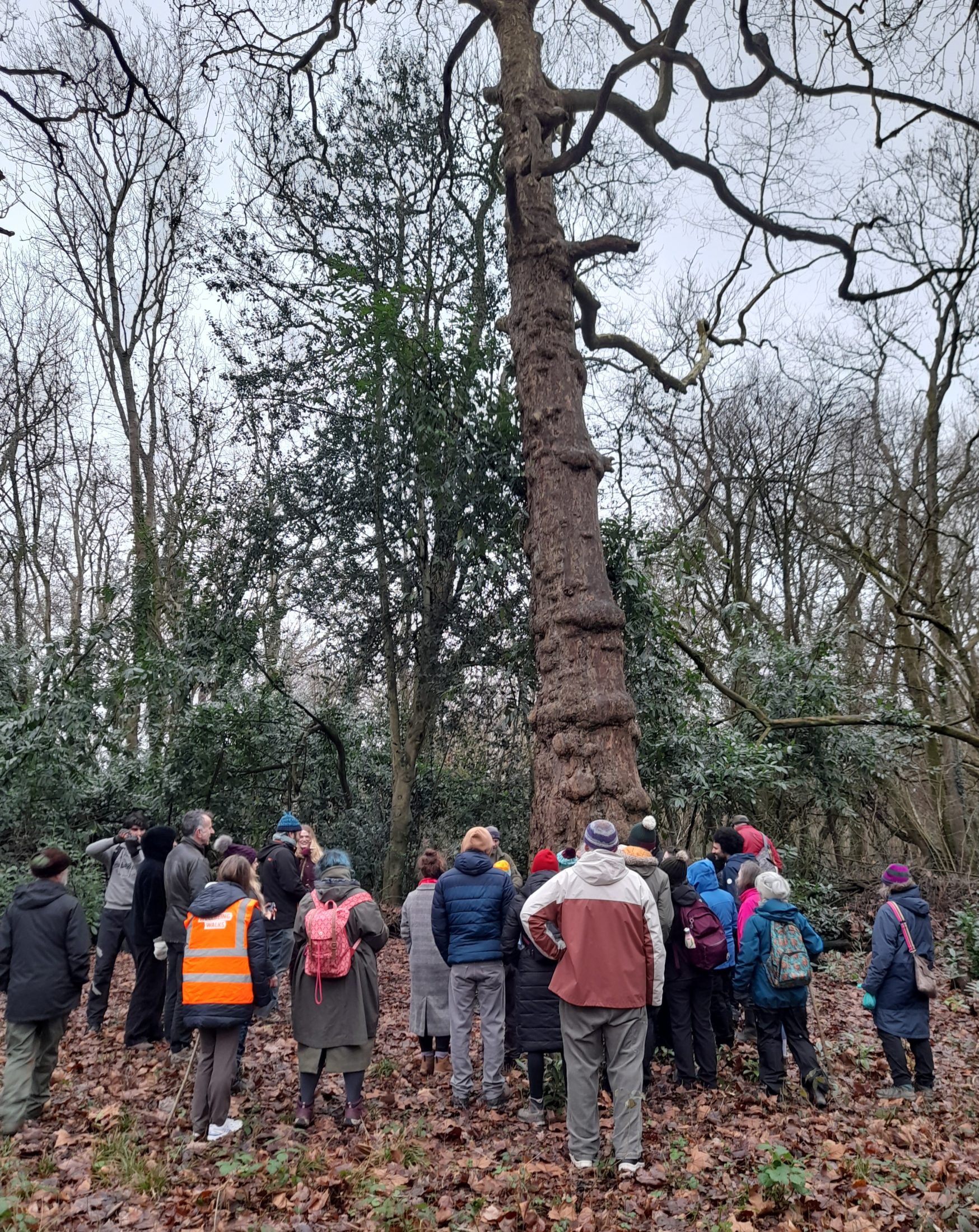 about thirty people gather round the base of a tree many times taller than the people. it has no leaves and bulbous shapes on the trunk.
