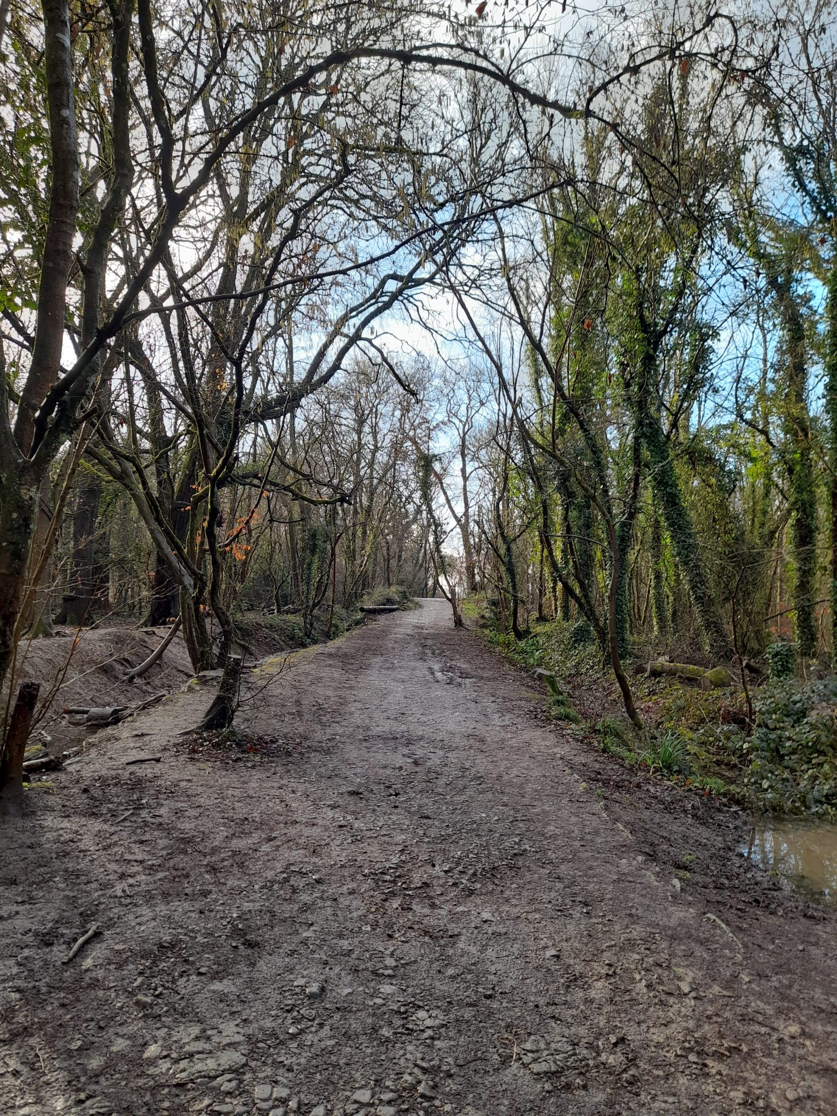 a wet muddy path through leafless woods