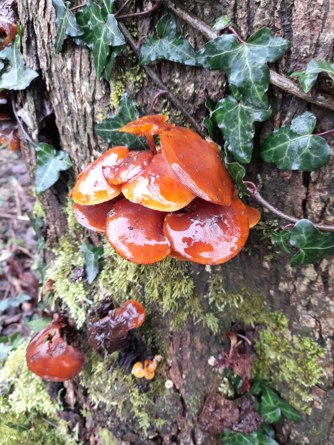 shiny red round mushrooms growing out of a tree trunk ivy and moss