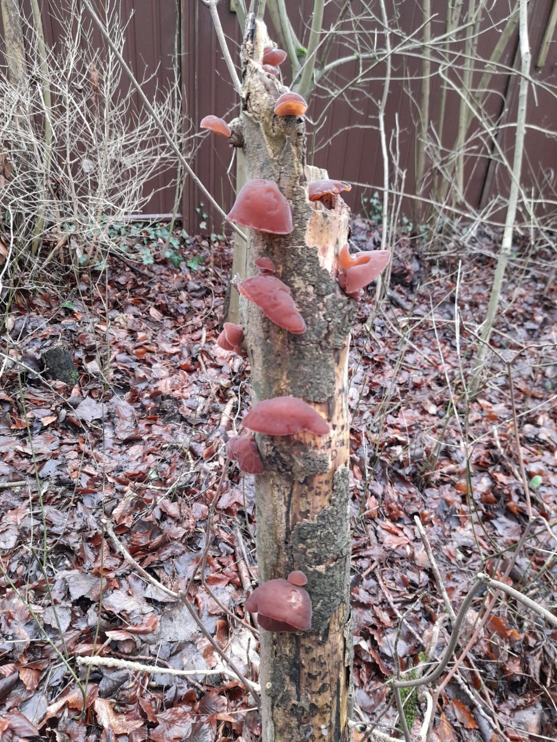 dull, red brown gelatinous bumps growing up a slim trunk