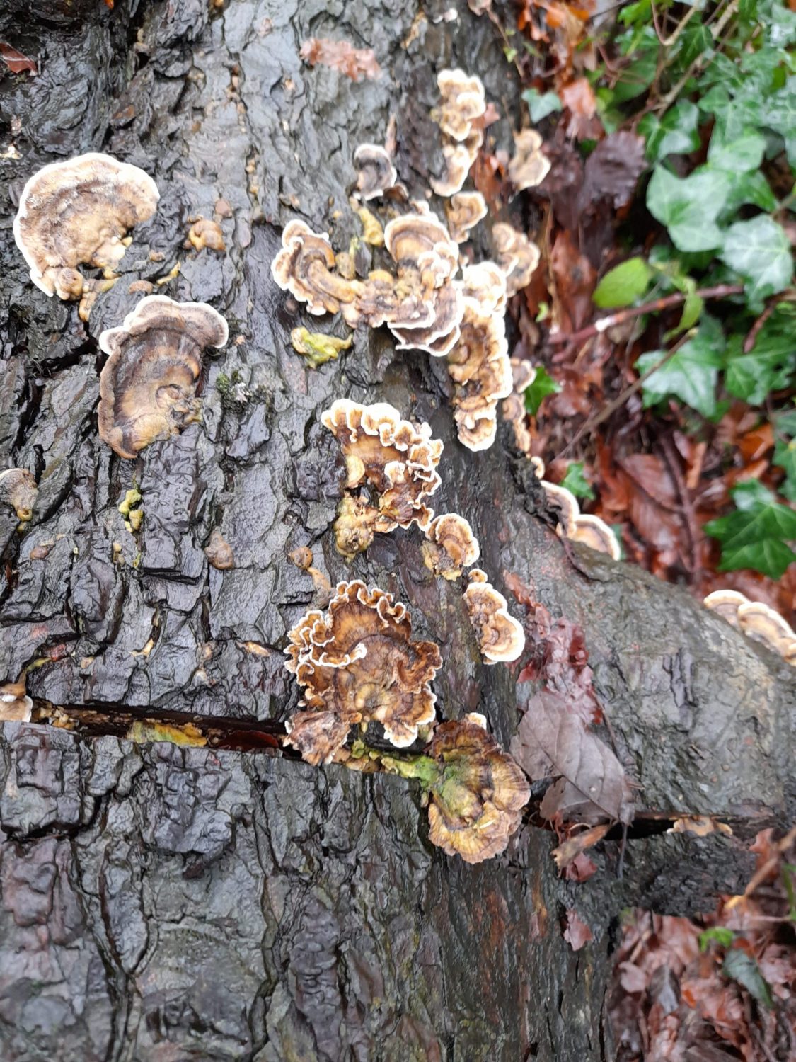 fanned white and brown mushrooms on a wide rough barked log