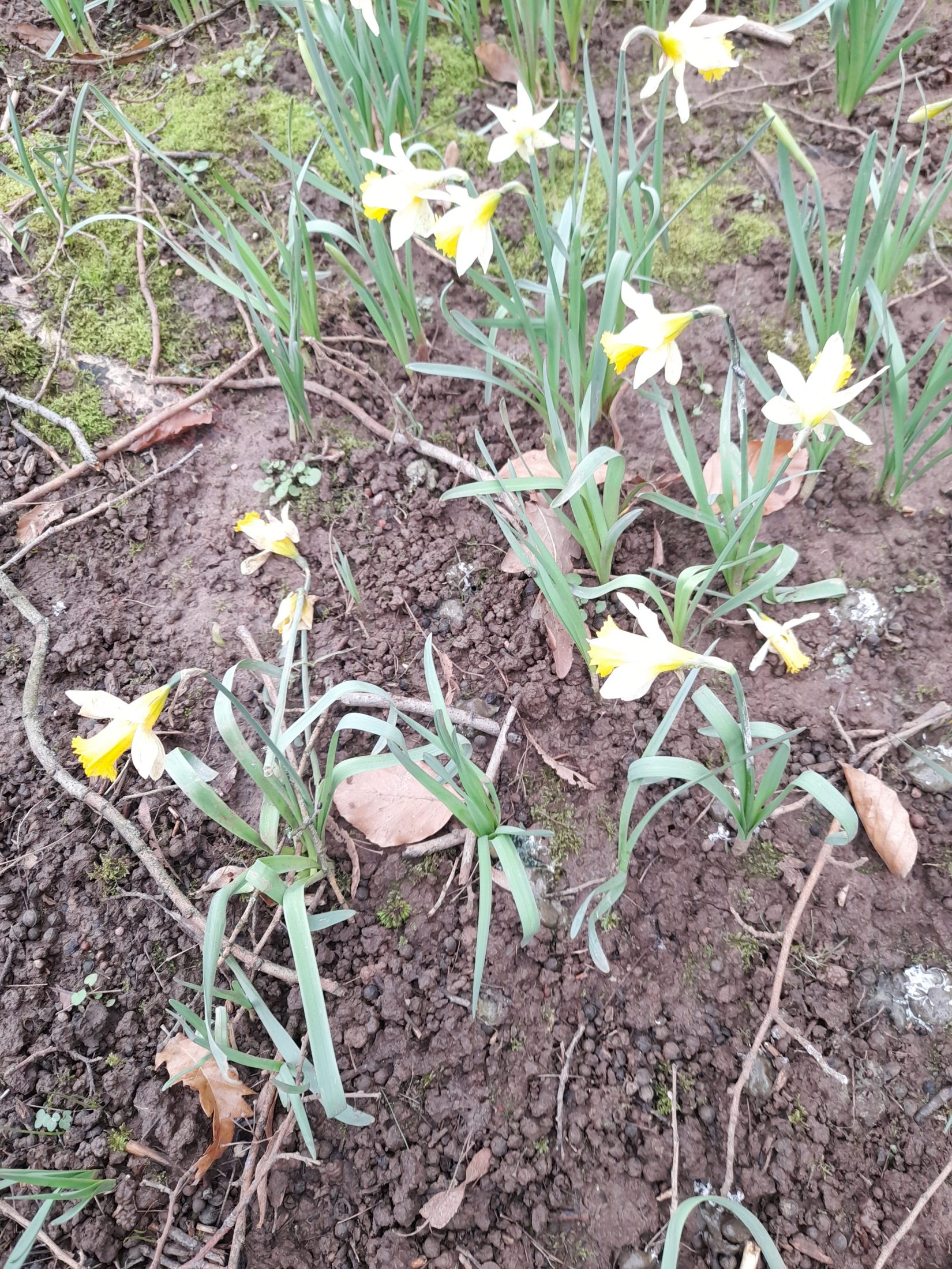 daffodils with yellow flowers