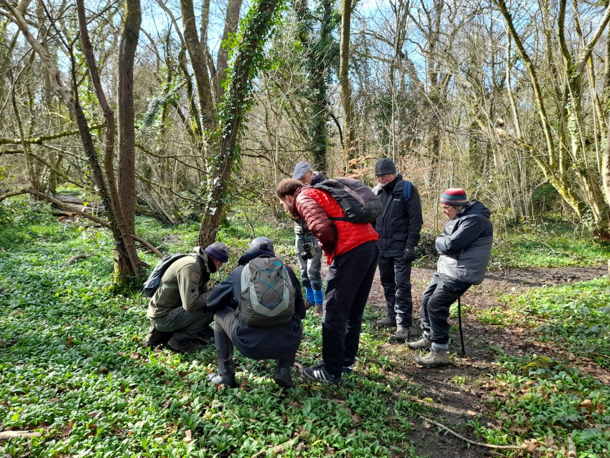 walkers stoop down to look at a plant on the ground