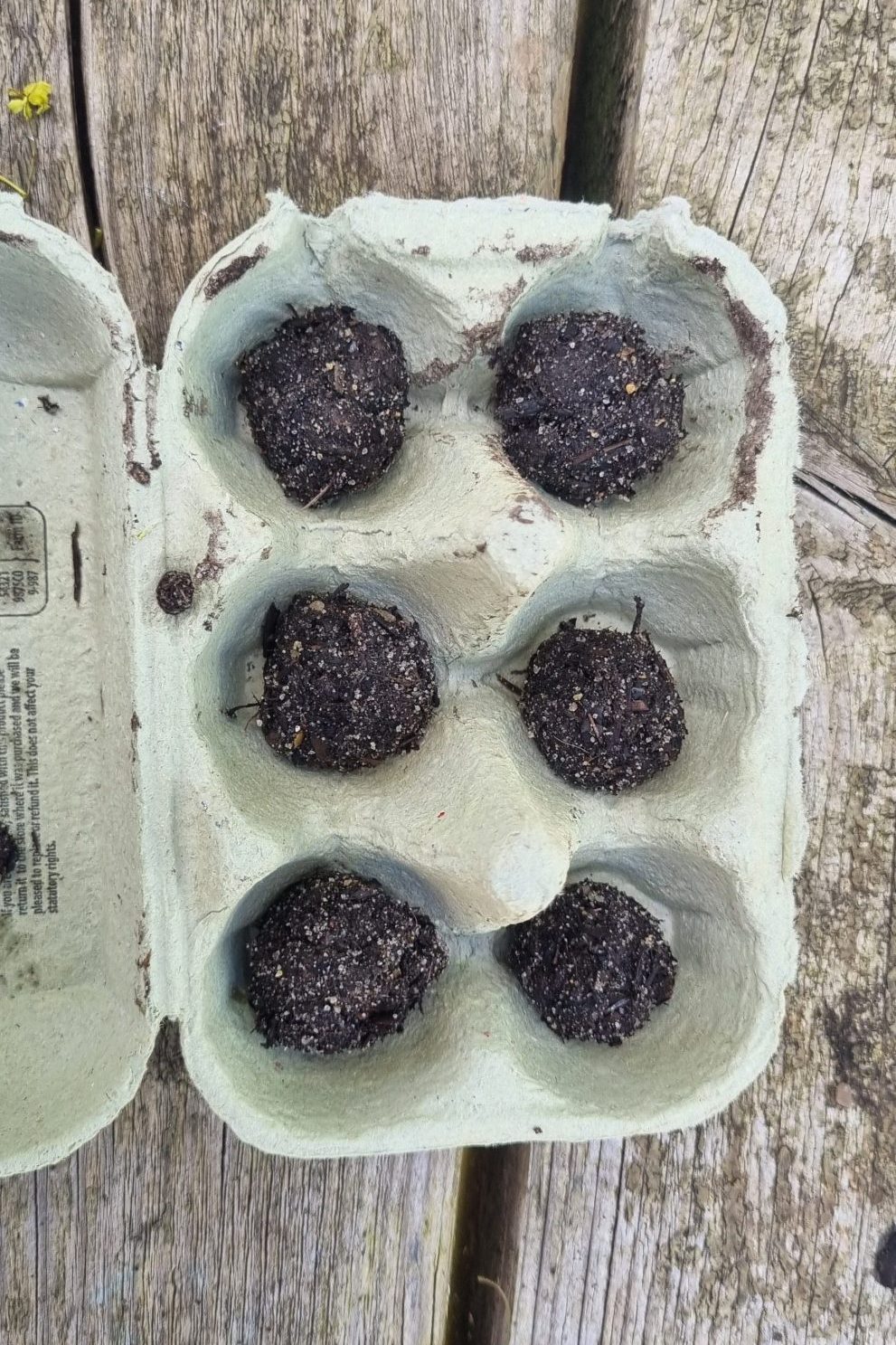 seeds in earth in the segments of an egg box