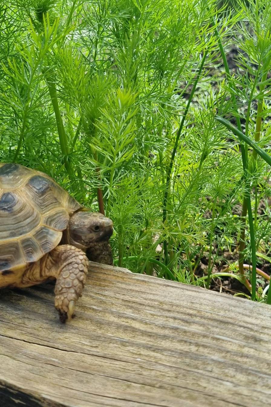 a tortoise sits on a wooden plank nibbling fennel growing from the ground