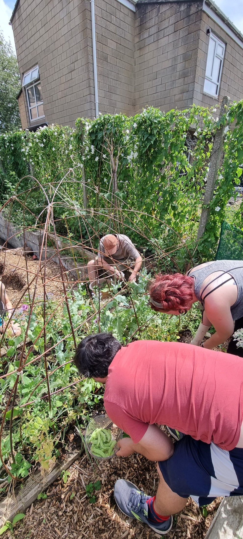 three young people harvesting peas