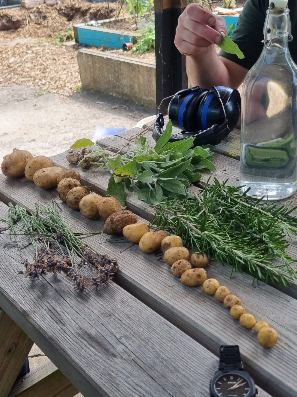 a line of potatoes and herbs along a bench