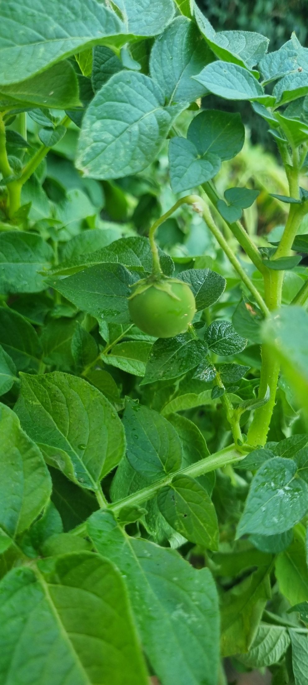 a green tomato on the plant