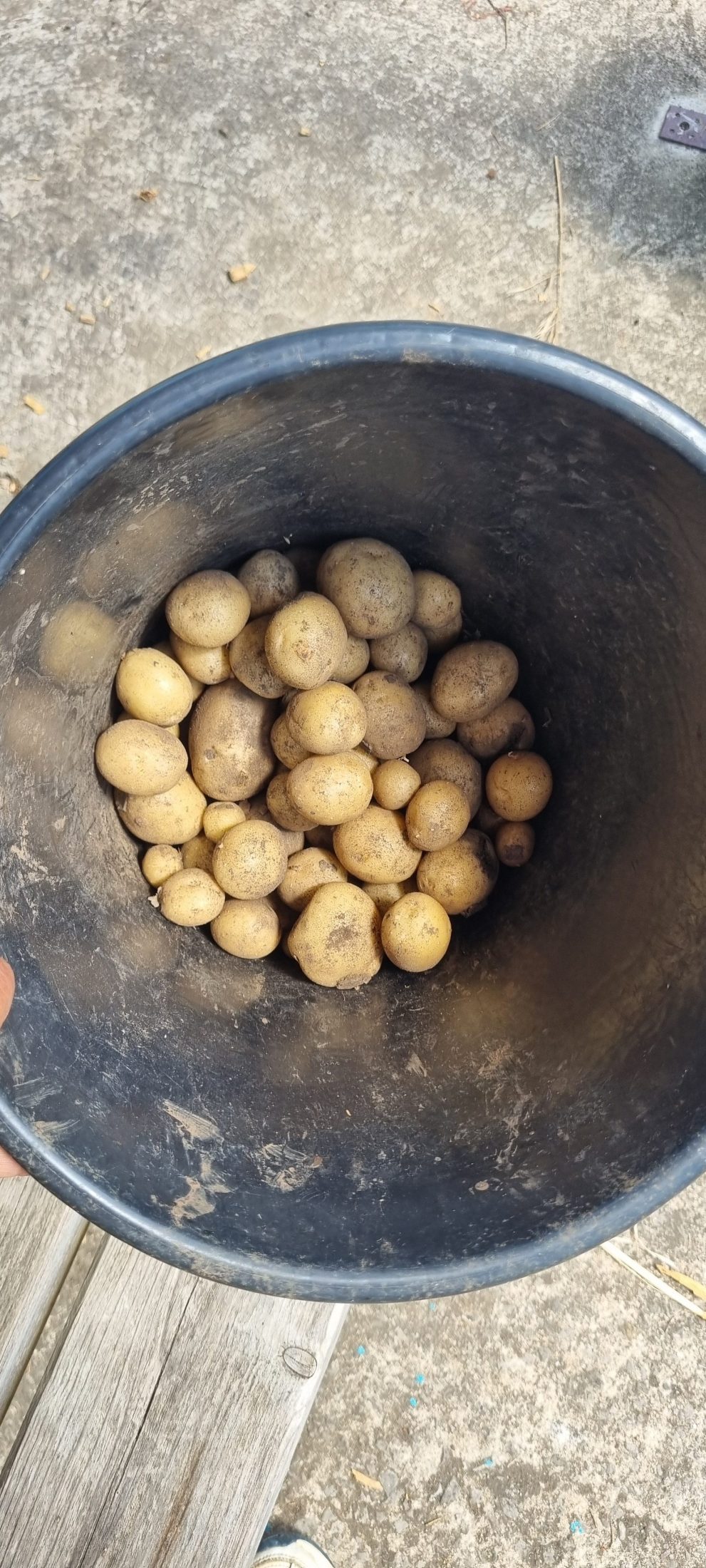 a black bucket of small potatoes