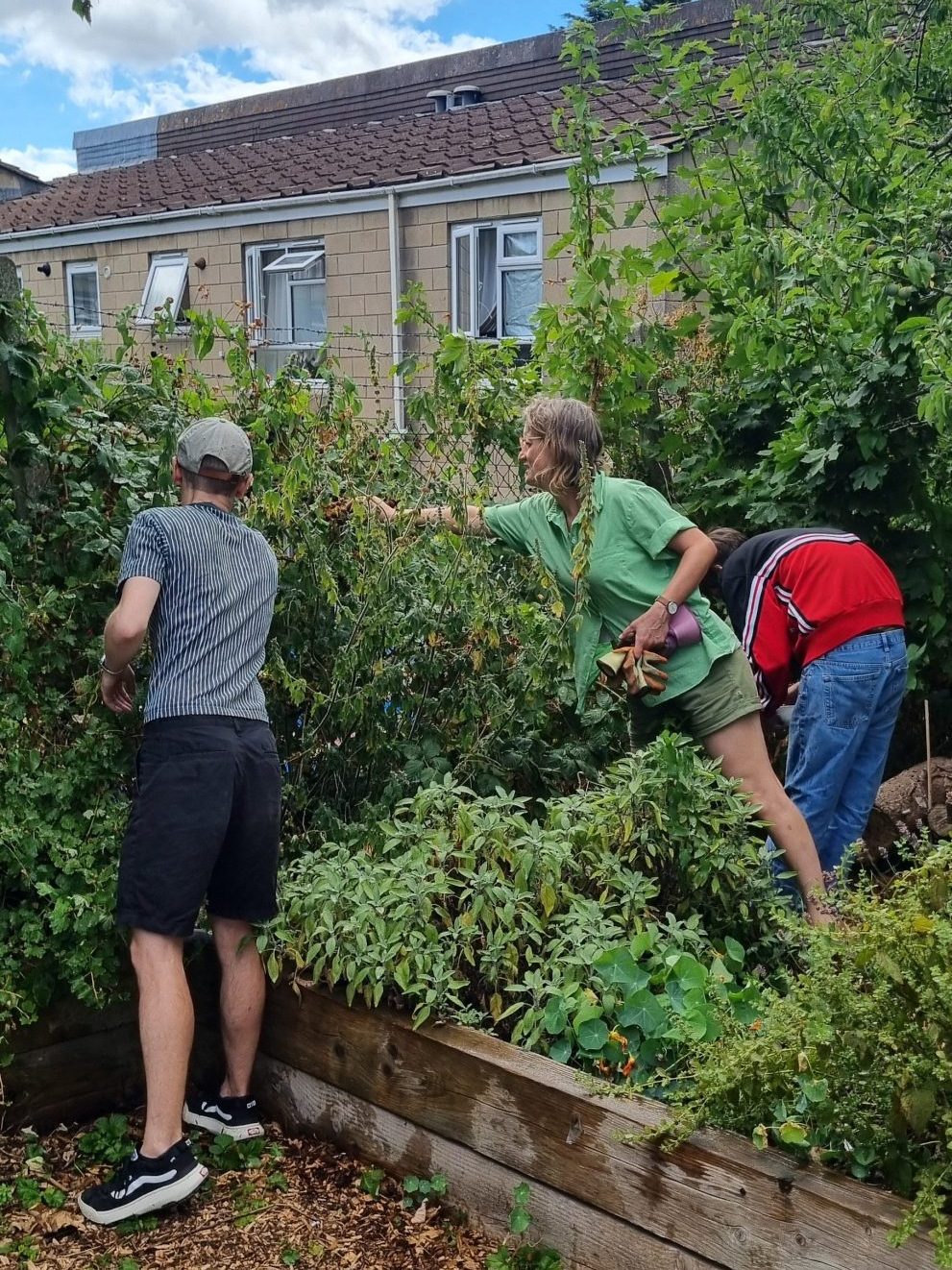 three people harvest berries