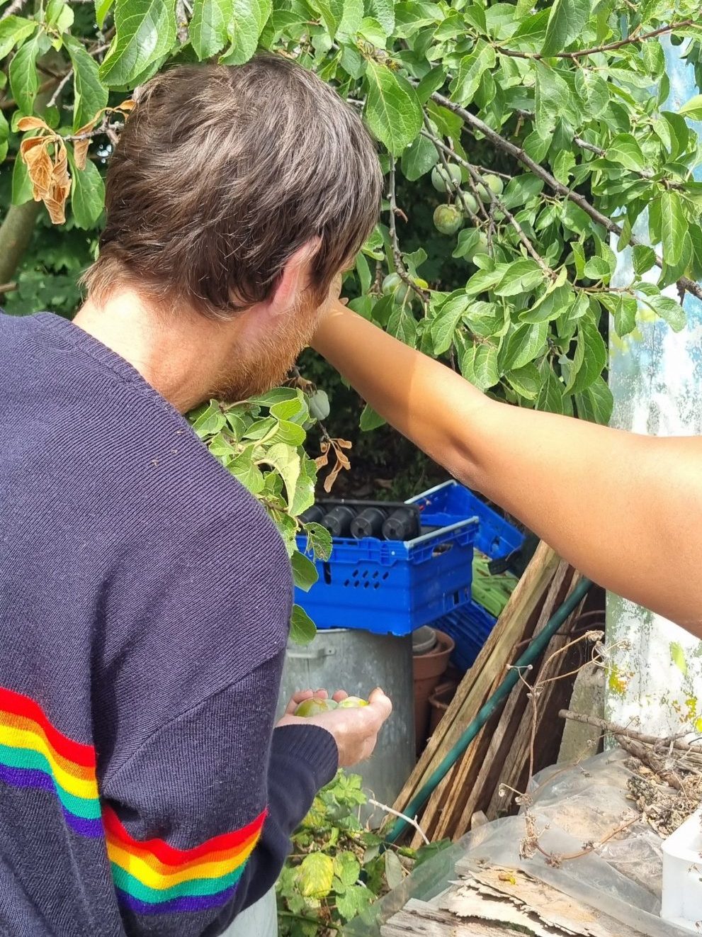 two people pick greengages